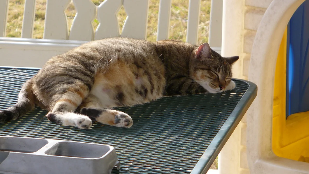 Pregnant cat resting on a soft surface